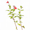 Sauge microphylla 20cm Godet 9cm - Salvia