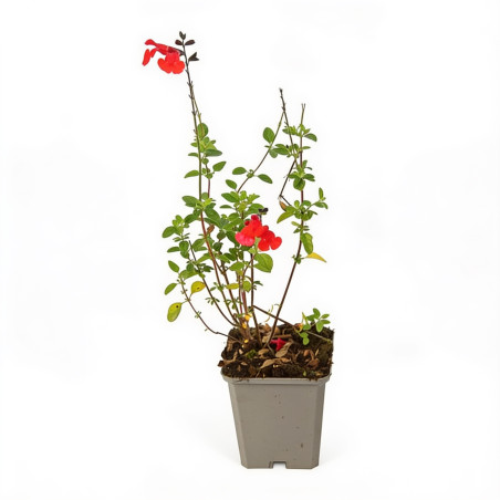 Sauge microphylla Royal Bumble 20cm Godet 9cm - Salvia