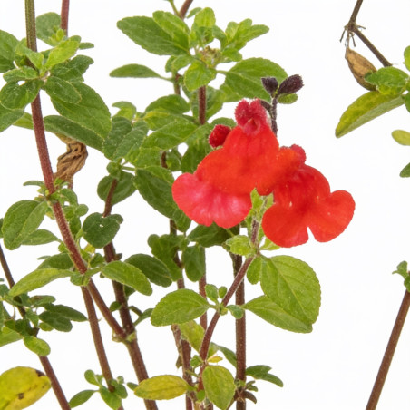 Sauge microphylla Royal Bumble 20cm Godet 9cm - Salvia