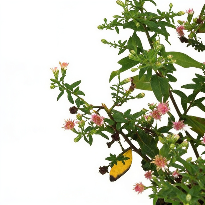 Aster lateriflorus Horizontalis 20cm Godet 9cm - Aster