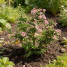 Aster lateriflorus Horizontalis 20cm Godet 9cm - Aster
