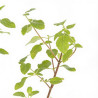 Sauge microphylla Hot Lips 20cm Godet 9cm - Salvia