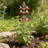 Sauge microphylla Hot Lips 20cm Godet 9cm - Salvia