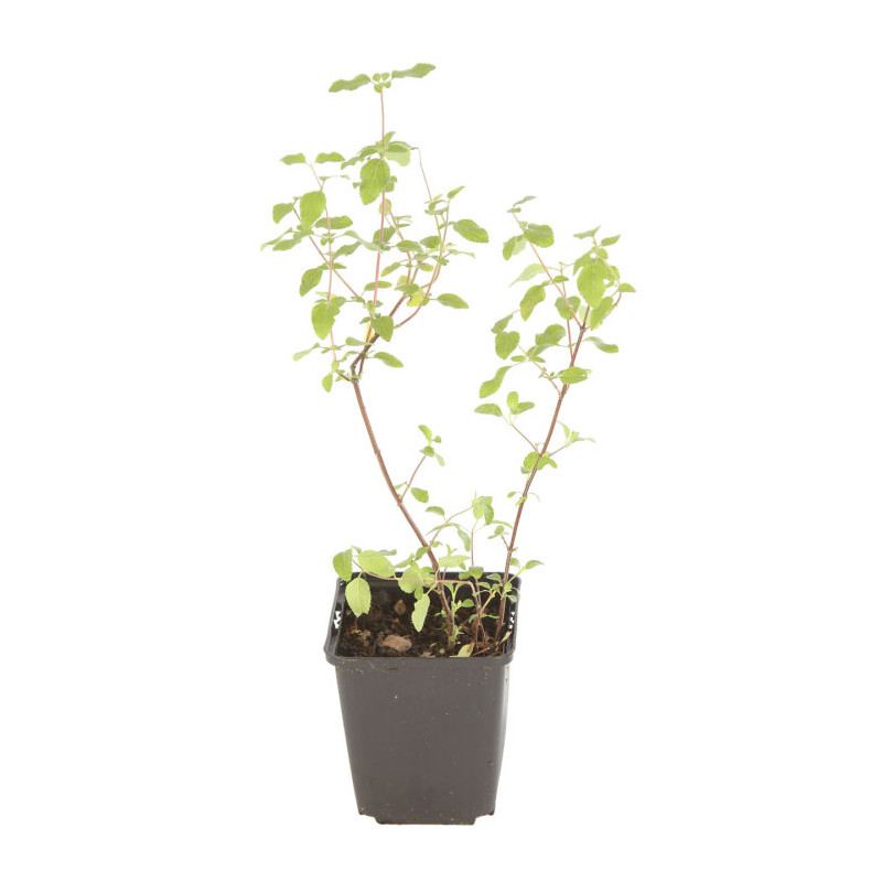 Sauge microphylla Hot Lips 20cm Godet 9cm - Salvia