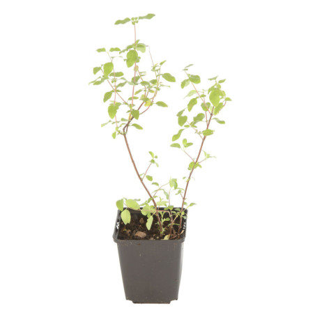 Sauge microphylla Hot Lips 20cm Godet 9cm - Salvia