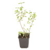 Sauge microphylla Hot Lips 20cm Godet 9cm - Salvia