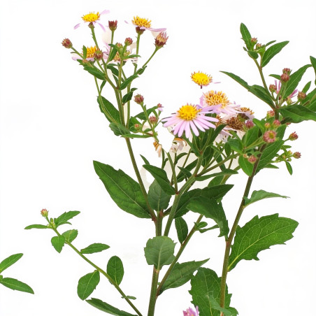 Aster ageratoides Asran 20cm Godet 9cm - Aster