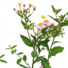 Aster ageratoides Asran 20cm Godet 9cm - Aster