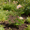 Aster ageratoides Asran 20cm Godet 9cm - Aster