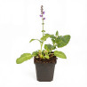 Sauge nemorosa Mainacht 20cm Godet 9cm - Salvia