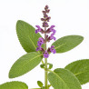 Sauge nemorosa Mainacht 20cm Godet 9cm - Salvia