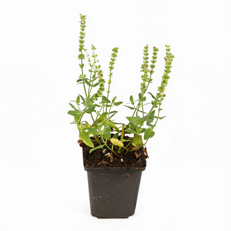 Sauge nemorosa Schneehügel 20cm Godet 9cm - Salvia
