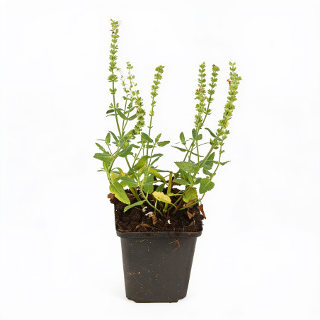 Sauge nemorosa Schneehügel 20cm Godet 9cm - Salvia