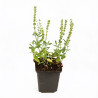 Sauge nemorosa Schneehügel 20cm Godet 9cm - Salvia