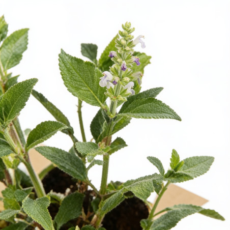 Sauge nemorosa Schneehügel 20cm Godet 9cm - Salvia