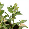 Sauge nemorosa Schneehügel 20cm Godet 9cm - Salvia
