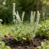 Sauge nemorosa Schneehügel 20cm Godet 9cm - Salvia
