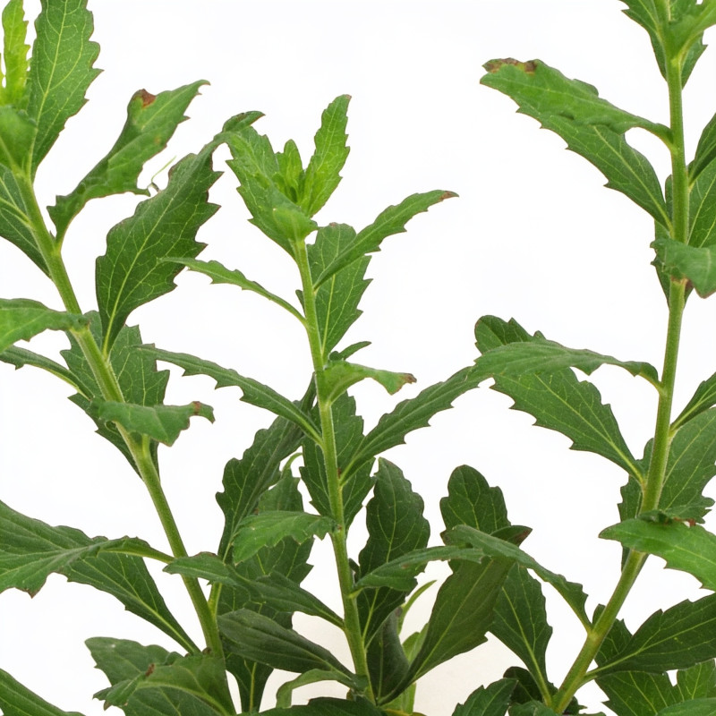 Aster ageratoides Ashvi 20cm Godet 9cm - Aster