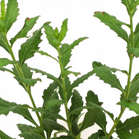 Aster ageratoides Ashvi 20cm Godet 9cm - Aster