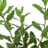 Aster ageratoides Ashvi 20cm Godet 9cm - Aster