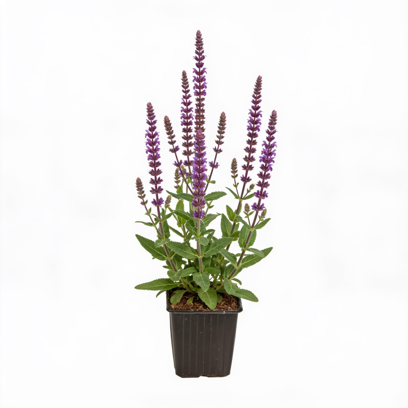 Sauge nemorosa Caradonna 20cm Godet 9cm - Salvia
