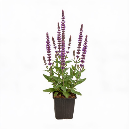 Sauge nemorosa Caradonna 20cm Godet 9cm - Salvia