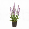 Sauge nemorosa Caradonna 20cm Godet 9cm - Salvia