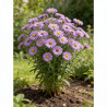 Aster novae-angliae Andenken An Alma Pötschke 20cm Godet 9cm - Aster