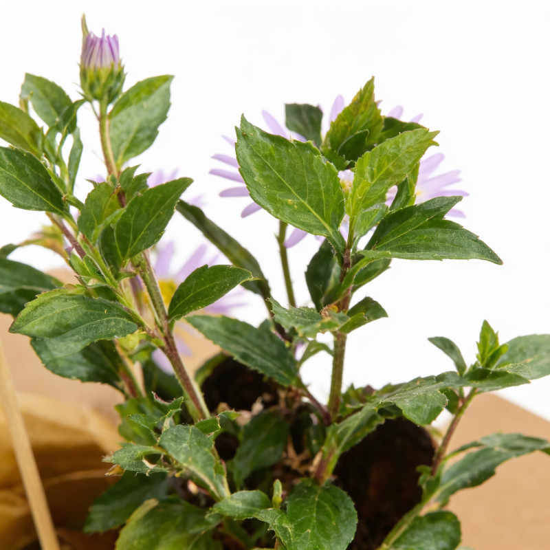 Aster novae-angliae Andenken An Alma Pötschke 20cm Godet 9cm - Aster