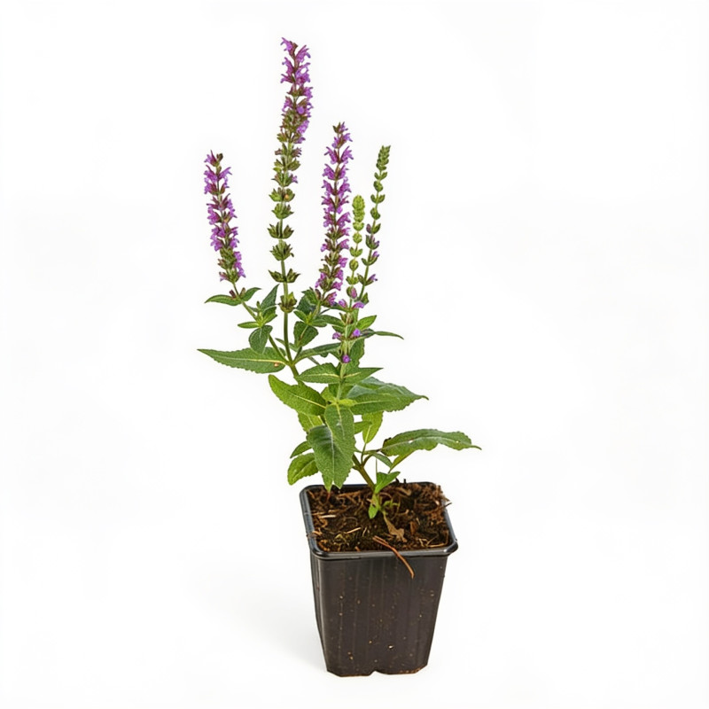 Sauge nemorosa Ostfriesland 20cm Godet 9cm - Salvia