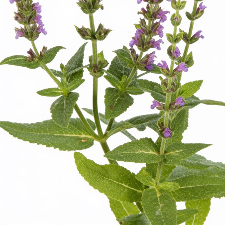 Sauge nemorosa Ostfriesland 20cm Godet 9cm - Salvia