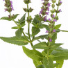 Sauge nemorosa Ostfriesland 20cm Godet 9cm - Salvia