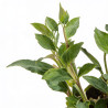 Aster novi-belgii White Ladies 20cm Godet 9cm - Aster