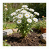 Aster novi-belgii White Ladies 20cm Godet 9cm - Aster