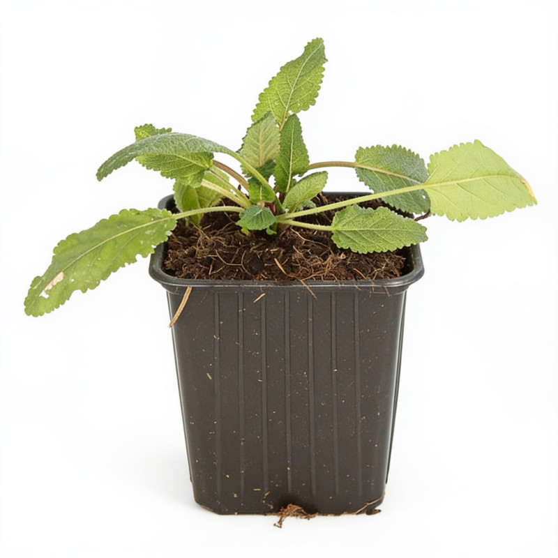 Sauge pratensis 20cm Godet 9cm - Salvia