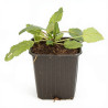Sauge pratensis 20cm Godet 9cm - Salvia