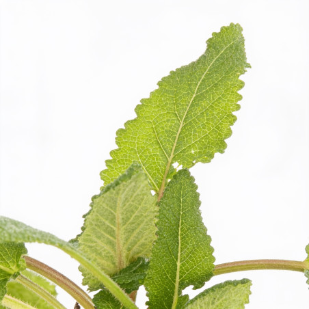 Sauge pratensis 20cm Godet 9cm - Salvia