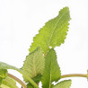 Sauge pratensis 20cm Godet 9cm - Salvia