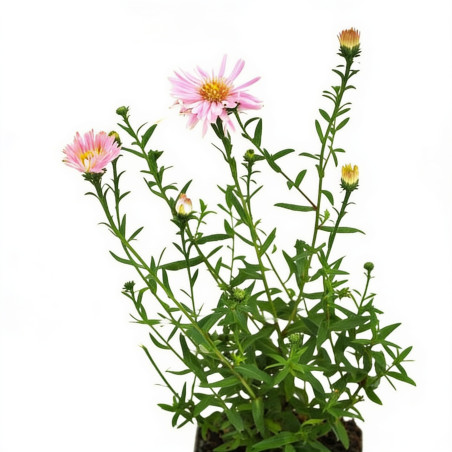 Aster novi-belgii Fellowship 20cm Godet 9cm - Aster