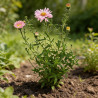Aster novi-belgii Fellowship 20cm Godet 9cm - Aster