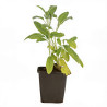 Sauge officinalis 20cm Godet 9cm - Salvia