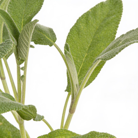 Sauge officinalis 20cm Godet 9cm - Salvia