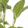 Sauge officinalis 20cm Godet 9cm - Salvia