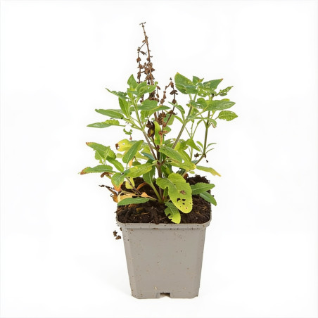 Sauge nemorosa Blaukönigin 20cm Godet 9cm - Salvia