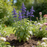 Sauge nemorosa Blaukönigin 20cm Godet 9cm - Salvia