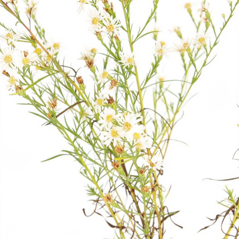 Aster Monte Cassino 20cm Godet 9cm - Aster