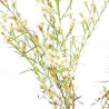 Aster Monte Cassino 20cm Godet 9cm - Aster