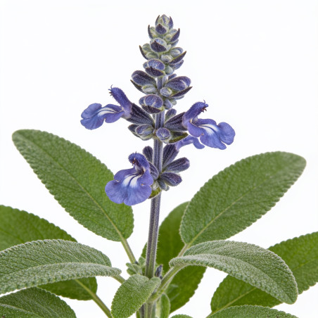 Sauge nemorosa Blaukönigin 20cm Godet 9cm - Salvia