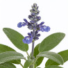 Sauge nemorosa Blaukönigin 20cm Godet 9cm - Salvia