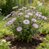 Aster divaricatus 20cm Godet 9cm - Aster